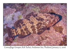 Camouflage Grouper