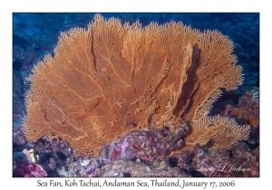 Sea Fan