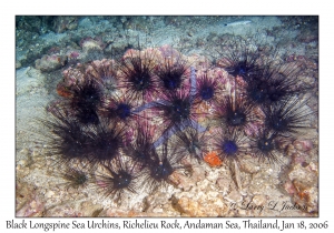 Black Longspine Sea Urchins