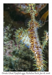 Ornate Ghost Pipefish eggs