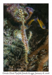 Ornate Ghost Pipefish female w eggs