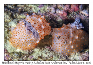 Strickland's Halgerda mating