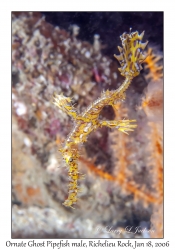 Ornate Ghost Pipefish male