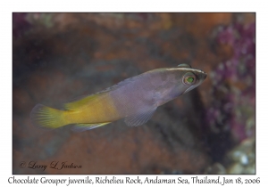 Chocolate Grouper juvenile