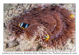 Leathery Sea Anemone