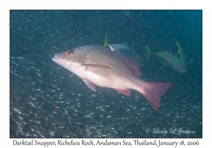 Darktail Snapper