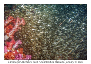 Cardinalfish