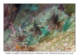 Indian Lionfish