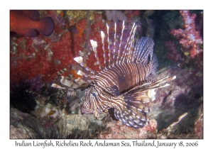 Indian Lionfish