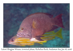 Latent Slingjaw Wrasse