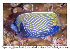 Emperor Angelfish subadult