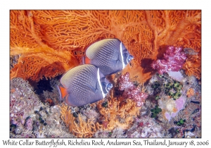 White Collar Butterflyfish