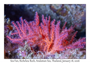 Sea Fan