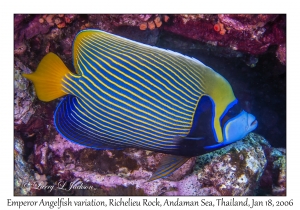 Emperor Angelfish