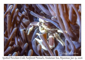 Spotted Porcelain Crab