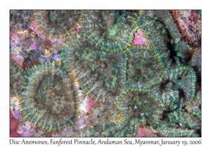 Disc Anemones