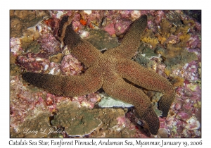 Catala's Sea Star