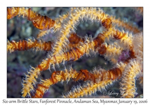 Six-arm Brittle Stars