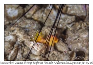 Undescribed Cleaner Shrimp