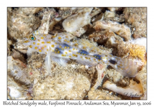 Blotched Sandgoby male