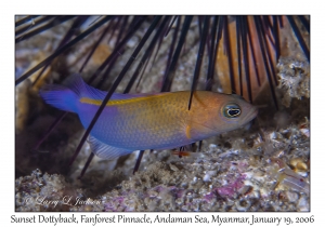 Sunset Dottyback