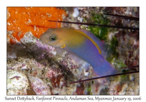 Sunset Dottyback