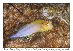 Eared Blenny