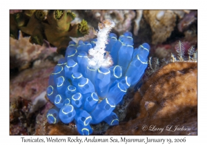 Tunicates