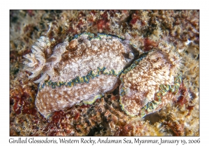 Girdled Glossodoris