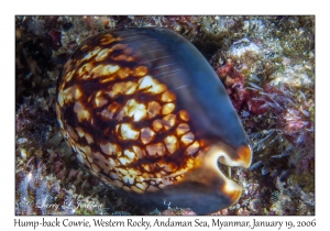 Hump-back Cowrie