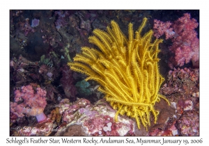 Schlegel's Feather Star