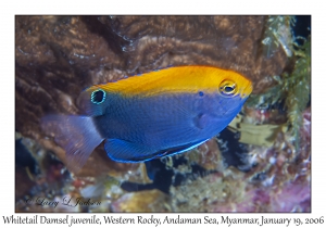 Whitetail Damsel juvenile