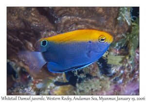 Whitetail Damsel juvenile