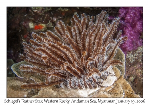 Schlegel's Feather Star