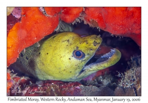 Fimbriated Moray