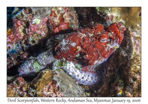 Devil Scorpionfish