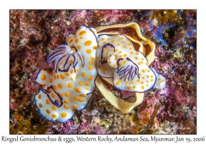 Ringed Goniobranchus & eggs