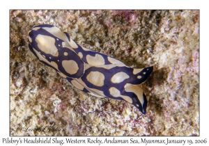 Pilsbry's Headshield Slug