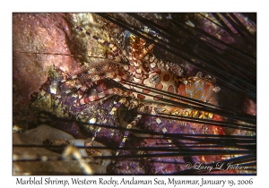 Marbled Shrimp Complex