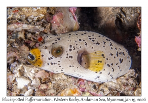 Blackspotted Puffer variation