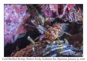 Coral Marbled Shrimp