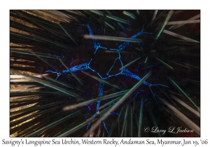 Savigny's Longspine Sea Urchin