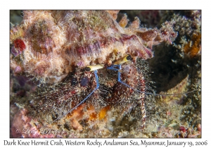 Dark Knee Hermit Crab