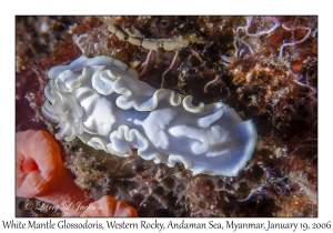 White Mantle Glossodoris