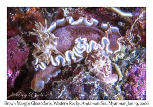 Brown Margin Glossodoris