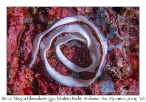 Brown Margin Glossodoris eggs