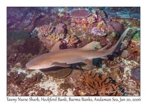 Tawny Nurse Shark