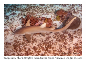 Tawny Nurse Shark