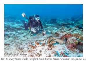 Ron & Tawny Nurse Shark