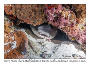 Tawny Nurse Shark